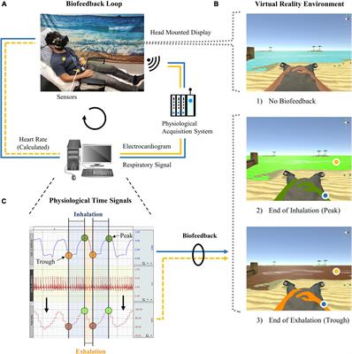 Respiratory sinus arrhythmia during biofeedback is linked to persistent improvements in attention, short-term memory, and positive self-referential episodic memory